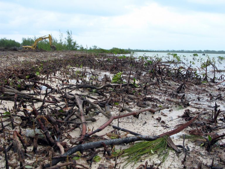 Ecocide of mangrove swamps bringing catastrophes ashore - Corporate Watch